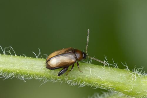 Psylliodes affinis