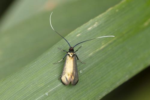 Réf. 358 149 : Adela reaumurella
