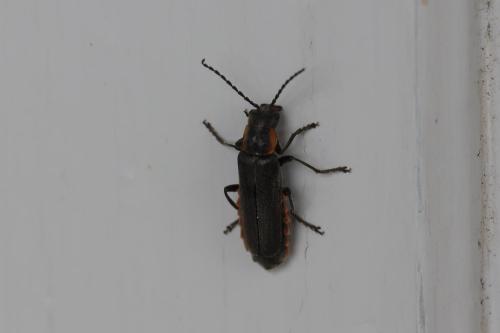 Cantharis sp.