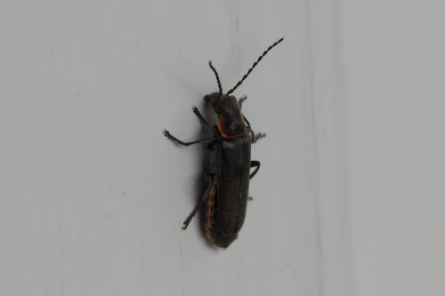 Réf. 358 022 : Cantharis pulicaria