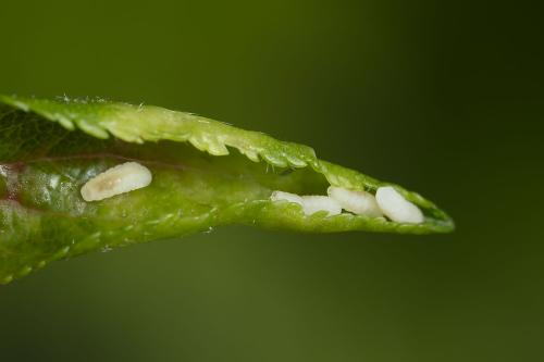 Dasineura tortrix