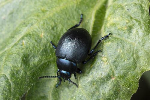 Timarcha goettingensis