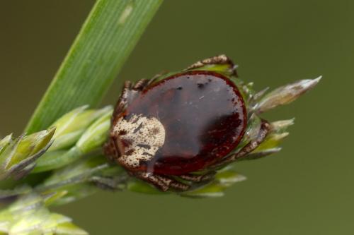 Dermacentor sp.