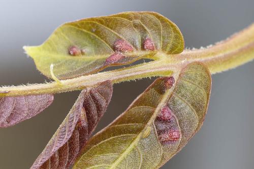 Aceria erinea