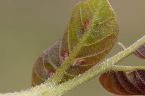 Aceria erinea