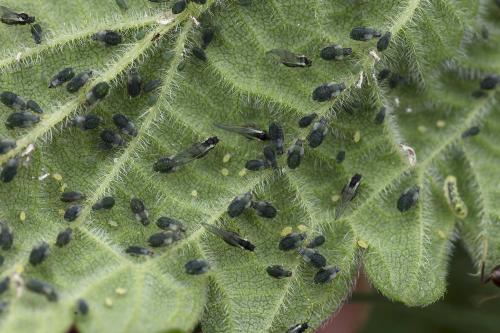 Aphis urticata