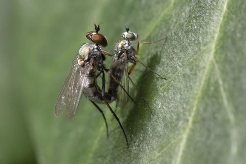 www.galerie-insecte.org/galerie/image/dos358/big/5du03795.jpg