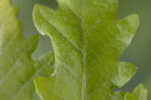 Réf. 358 511 : Macrodiplosis pustularis