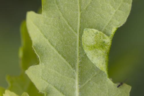 Macrodiplosis pustularis