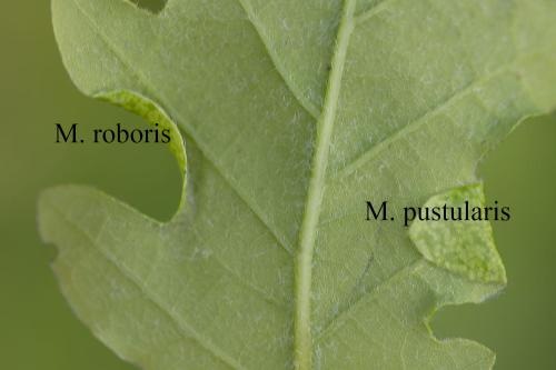 Macrodiplosis divers
