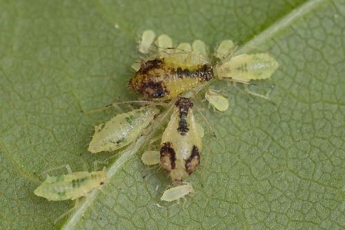 Periphyllus lyropictus