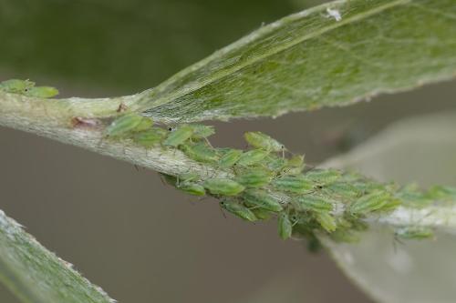 Cavariella theobaldi