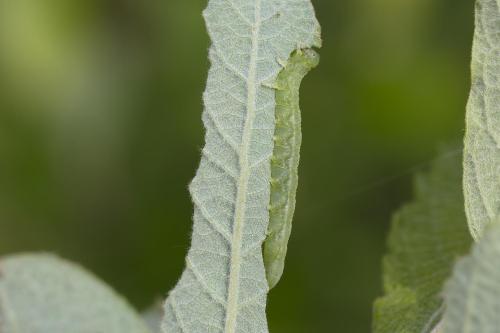 Euura sp.