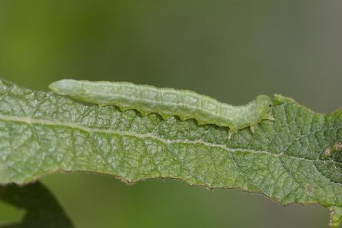 Euura sp.