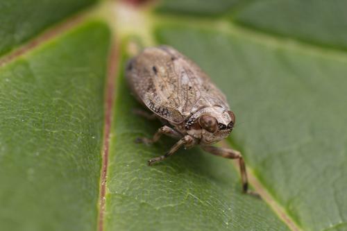Issus coleoptratus