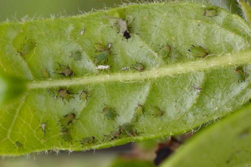 Aphis spiraecola