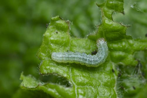 Cosmia trapezina
