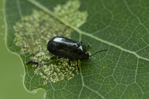 Phratora sp.