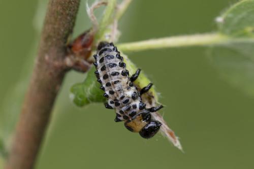 Réf. 358 873 : Chrysomela sp.