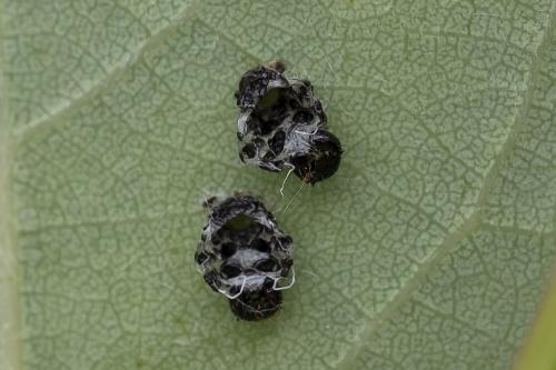Réf. 358 874 : Chrysomela sp.