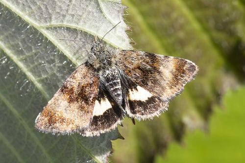 Panemeria tenebrata