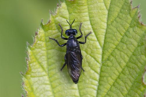 Dioctria atricapilla