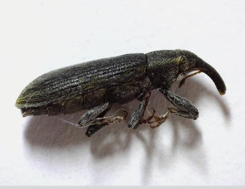 Lixus filiformis