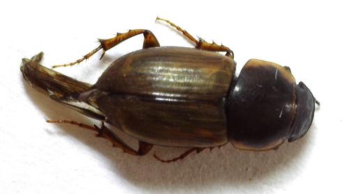 Melinopterus prodromus