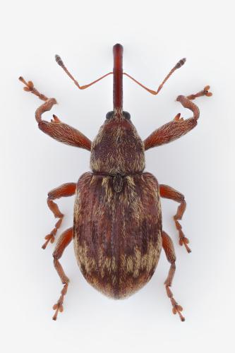 Anthonomus rectirostris