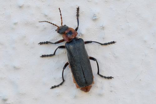 Cantharis rustica