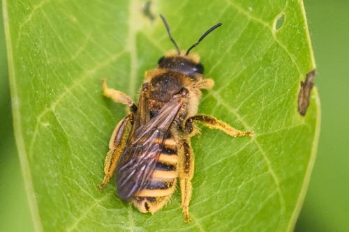 Halictus scabiosae