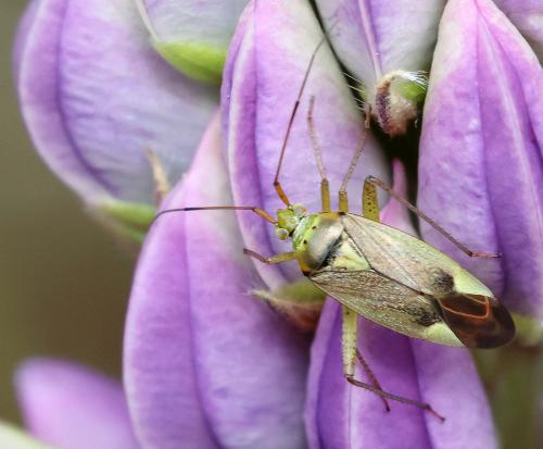 Closterotomus trivialis