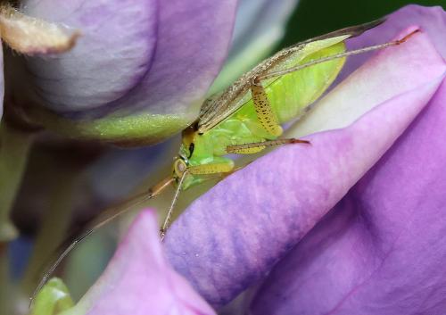 Closterotomus trivialis