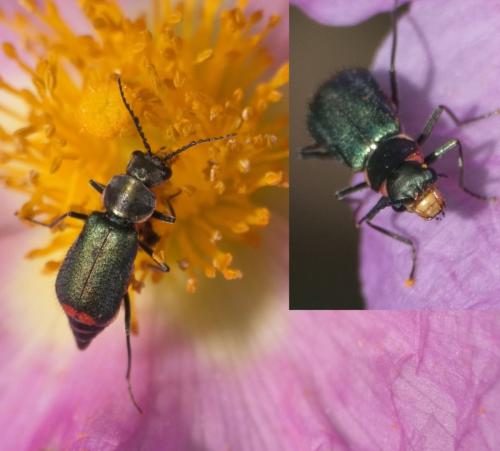 Ceratistes dentifrons