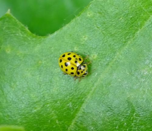 Psyllobora vigintiduopunctata