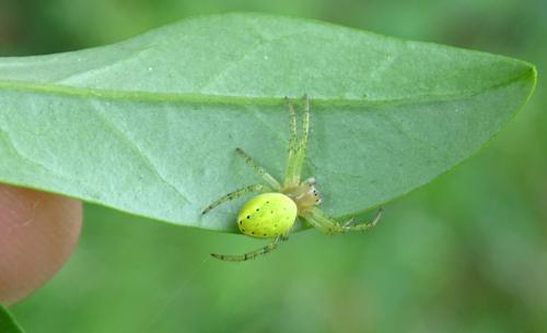 Araniella sp.