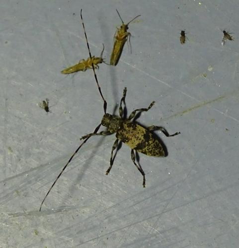 Leiopus sp.