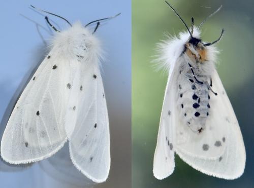 Diaphora mendica