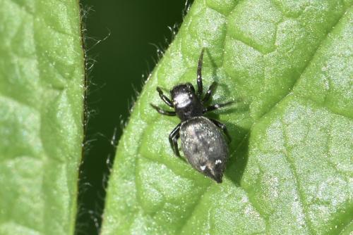 Heliophanus aeneus