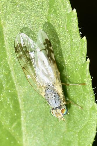 Acanthiophilus helianthi