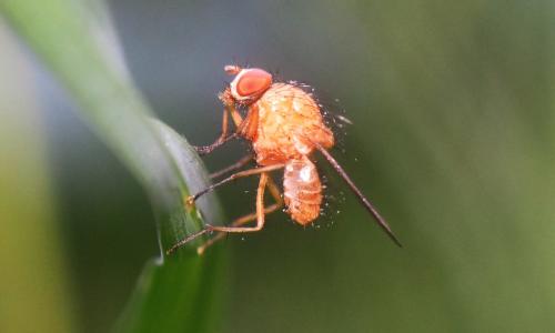 Phaonia pallida