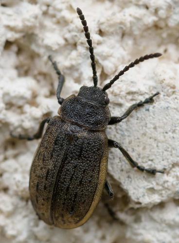 Galeruca interrupta