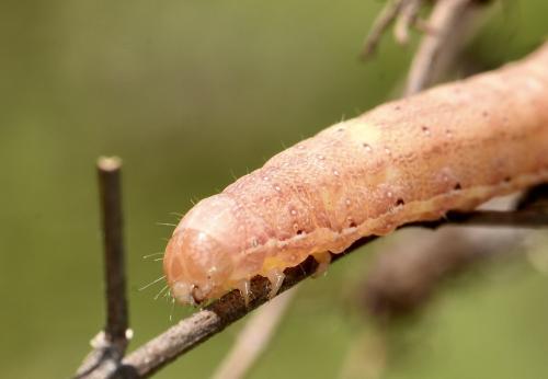 Réf. 358 753 : Agrochola lychnidis