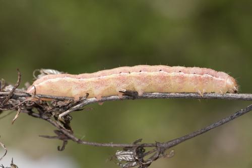 Agrochola lychnidis