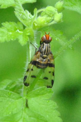 Otites porcus