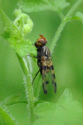 Otites porcus