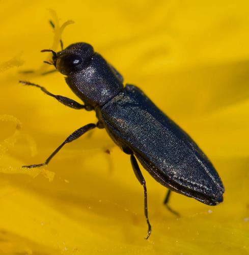 Anthaxia sp.
