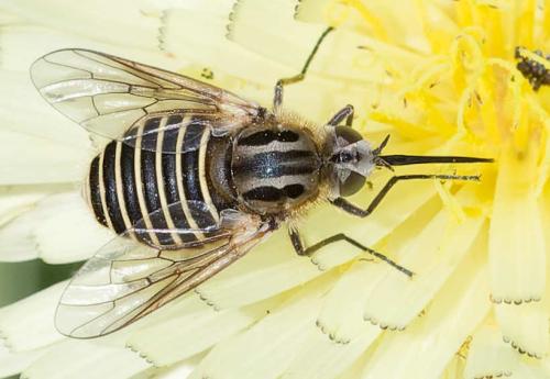 Protypusia incisa