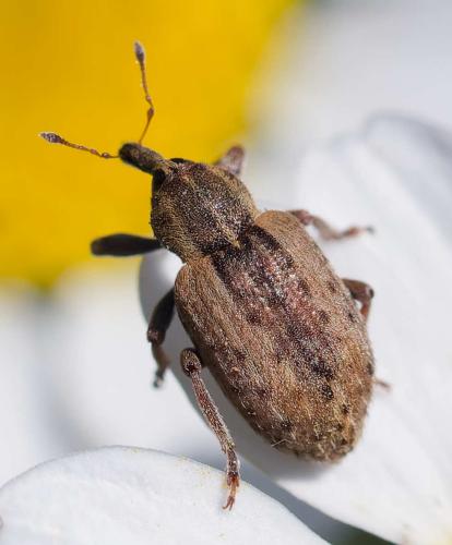 Hypera sp.