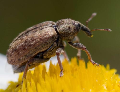 Hypera sp.